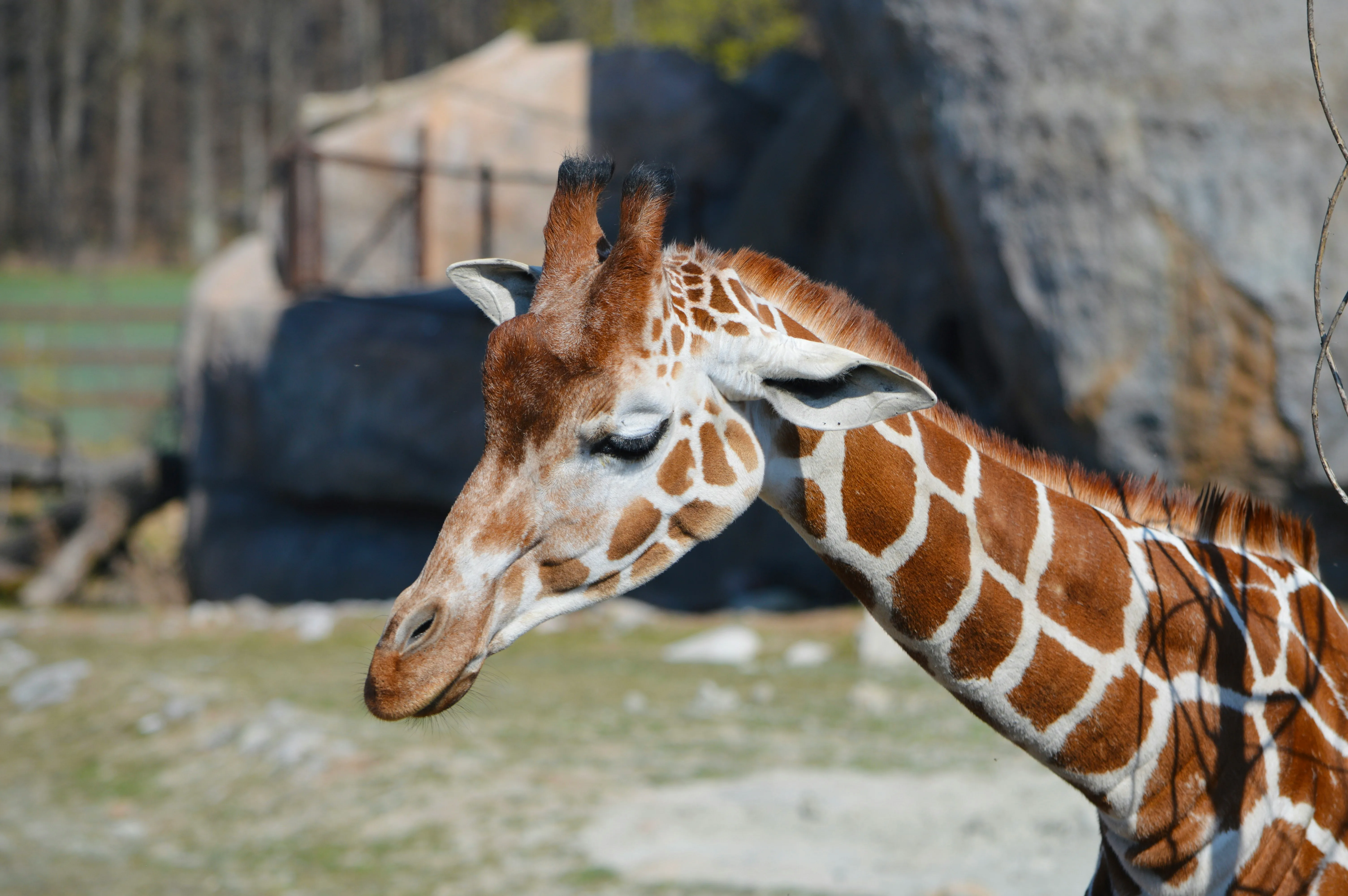 Dublin Zoo